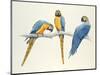 Blue and Yellow Macaws-Mary Clare Critchley-Salmonson-Mounted Giclee Print
