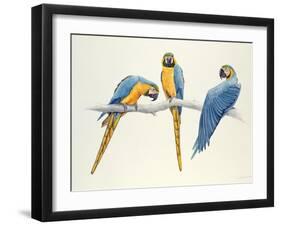 Blue and Yellow Macaws-Mary Clare Critchley-Salmonson-Framed Giclee Print