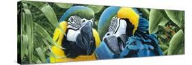 Blue and Yellow Macaws-Durwood Coffey-Stretched Canvas