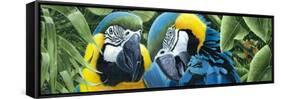 Blue and Yellow Macaws-Durwood Coffey-Framed Stretched Canvas