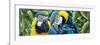 Blue and Yellow Macaws-Durwood Coffey-Framed Giclee Print