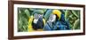 Blue and Yellow Macaws-Durwood Coffey-Framed Giclee Print