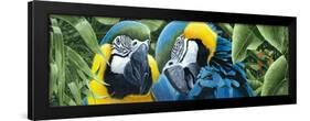 Blue and Yellow Macaws-Durwood Coffey-Framed Giclee Print