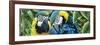 Blue and Yellow Macaws-Durwood Coffey-Framed Giclee Print