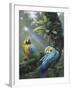 Blue and Yellow Macaws-Harro Maass-Framed Giclee Print