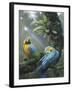 Blue and Yellow Macaws-Harro Maass-Framed Giclee Print