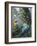 Blue and Yellow Macaws-Harro Maass-Framed Giclee Print