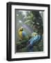 Blue and Yellow Macaws-Harro Maass-Framed Giclee Print