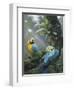 Blue and Yellow Macaws-Harro Maass-Framed Giclee Print