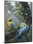 Blue and Yellow Macaws-Harro Maass-Mounted Giclee Print