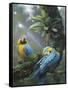 Blue and Yellow Macaws-Harro Maass-Framed Stretched Canvas