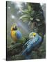 Blue and Yellow Macaws-Harro Maass-Stretched Canvas