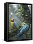 Blue and Yellow Macaws-Harro Maass-Framed Stretched Canvas