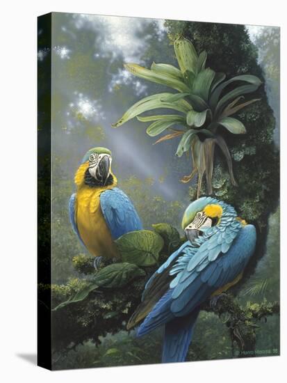 Blue and Yellow Macaws-Harro Maass-Stretched Canvas