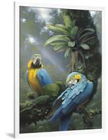 Blue and Yellow Macaws-Harro Maass-Framed Giclee Print