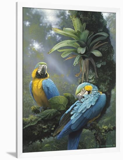 Blue and Yellow Macaws-Harro Maass-Framed Giclee Print