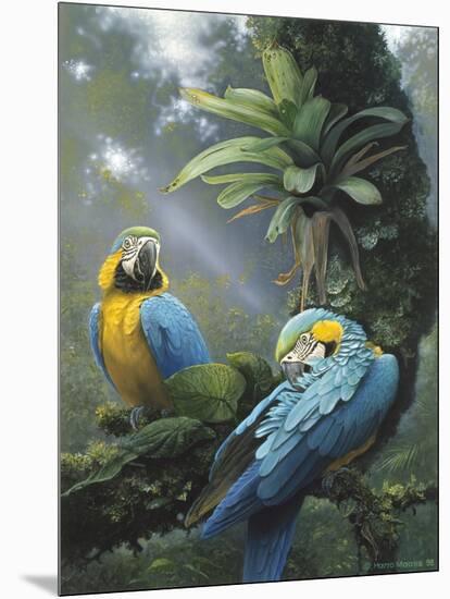 Blue and Yellow Macaws-Harro Maass-Mounted Giclee Print