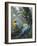 Blue and Yellow Macaws-Harro Maass-Framed Giclee Print