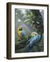 Blue and Yellow Macaws-Harro Maass-Framed Giclee Print