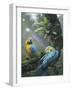 Blue and Yellow Macaws-Harro Maass-Framed Giclee Print