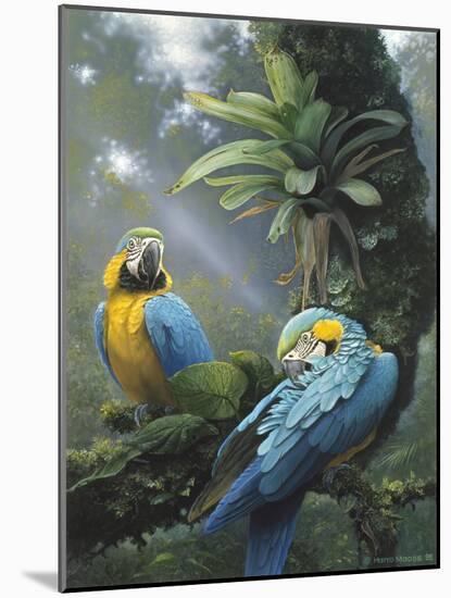 Blue and Yellow Macaws-Harro Maass-Mounted Giclee Print