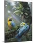 Blue and Yellow Macaws-Harro Maass-Mounted Giclee Print