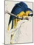 Blue and Yellow Maccaw-Edward Lear-Mounted Giclee Print