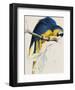 Blue and Yellow Maccaw-Edward Lear-Framed Giclee Print