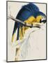 Blue and Yellow Maccaw-Edward Lear-Mounted Giclee Print