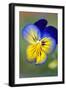 Blue and yellow pansy, USA-Lisa Engelbrecht-Framed Photographic Print