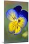 Blue and yellow pansy, USA-Lisa Engelbrecht-Mounted Photographic Print