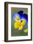 Blue and yellow pansy, USA-Lisa Engelbrecht-Framed Photographic Print