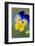 Blue and yellow pansy, USA-Lisa Engelbrecht-Framed Photographic Print