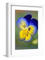 Blue and yellow pansy, USA-Lisa Engelbrecht-Framed Photographic Print