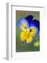 Blue and yellow pansy, USA-Lisa Engelbrecht-Framed Photographic Print