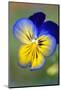 Blue and yellow pansy, USA-Lisa Engelbrecht-Mounted Photographic Print
