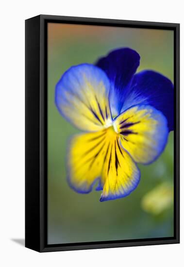 Blue and yellow pansy, USA-Lisa Engelbrecht-Framed Stretched Canvas
