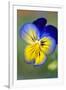 Blue and yellow pansy, USA-Lisa Engelbrecht-Framed Photographic Print