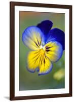 Blue and yellow pansy, USA-Lisa Engelbrecht-Framed Photographic Print