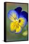 Blue and yellow pansy, USA-Lisa Engelbrecht-Framed Stretched Canvas