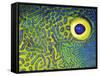 Blue and Yellow Triggerfish Eye-Bill Varie-Framed Stretched Canvas