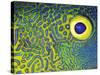 Blue and Yellow Triggerfish Eye-Bill Varie-Stretched Canvas