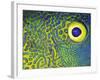 Blue and Yellow Triggerfish Eye-Bill Varie-Framed Photographic Print