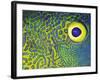 Blue and Yellow Triggerfish Eye-Bill Varie-Framed Photographic Print