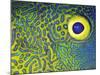 Blue and Yellow Triggerfish Eye-Bill Varie-Mounted Photographic Print