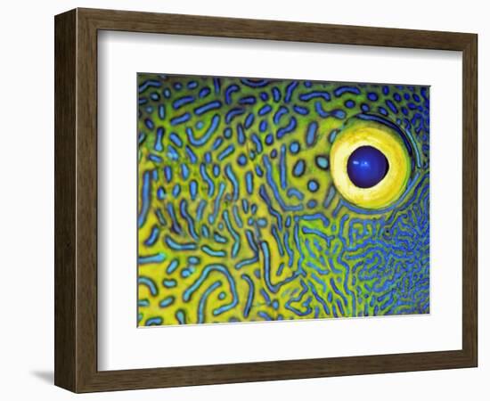 Blue and Yellow Triggerfish Eye-Bill Varie-Framed Photographic Print