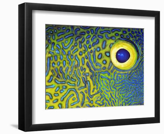 Blue and Yellow Triggerfish Eye-Bill Varie-Framed Photographic Print