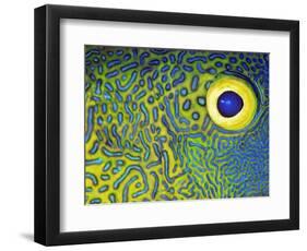 Blue and Yellow Triggerfish Eye-Bill Varie-Framed Photographic Print