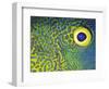 Blue and Yellow Triggerfish Eye-Bill Varie-Framed Photographic Print