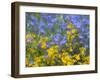 Blue and yellow with forget-me-nots-Sylvia Gulin-Framed Photographic Print